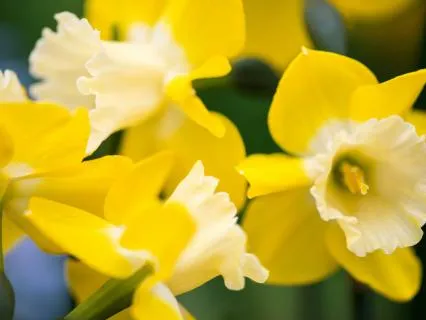 Spring Daffodils: A Poem