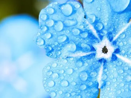 Spring: Dewy Morning