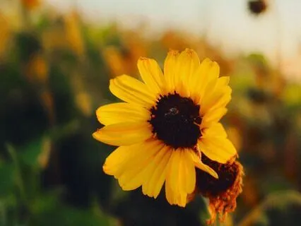 Spring Equinox – Breathe, Imagine, Plant A Seed