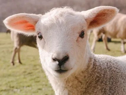 Spring Equinox Celebration Guided Meditation