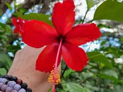 Let's Celebrate Spring Equinox