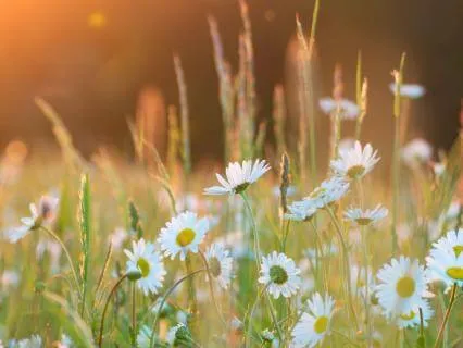 Spring Equinox ~ Deep Relaxation Music & Nature Soundscapes