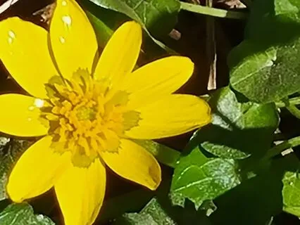 Spring Equinox  - Expressing Your Light