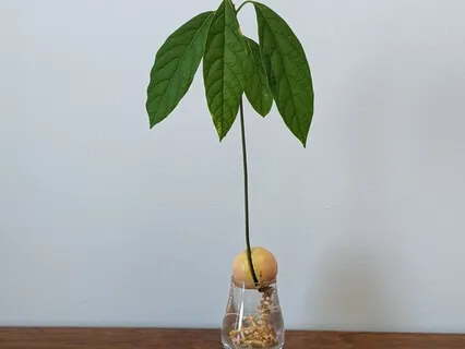 Spring Equinox Guided Meditation & Visualization