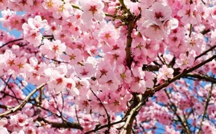 Spring Equinox Inner Guidance Meditation 