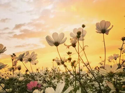 Spring Equinox Manifesting New Abundance & Shifts Meditation