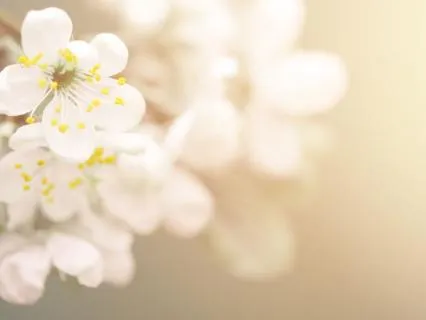 Spring Equinox Meditation Balance & New Beginnings