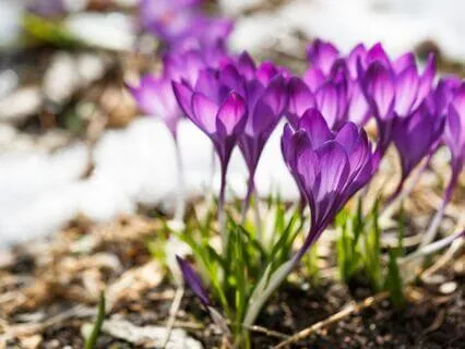 Spring Equinox Meditation For Grounding And Reflection