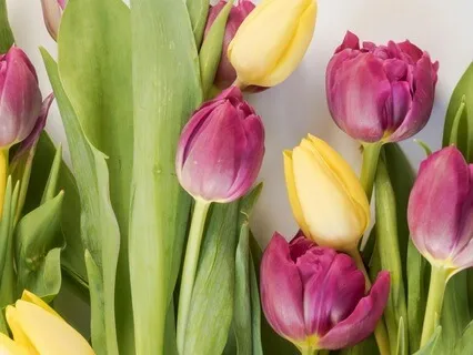 Spring Equinox Meditation