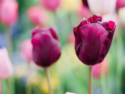 Spring Equinox Meditation