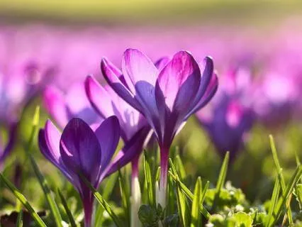 Spring Equinox Meditation