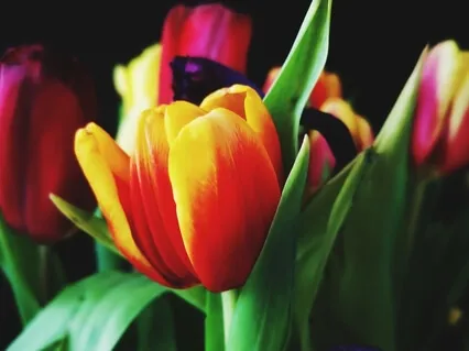 Spring Equinox: New Beginnings