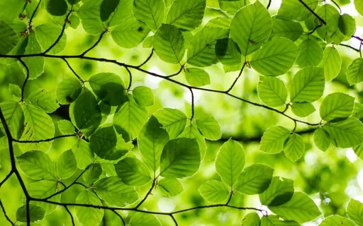 Spring Equinox: New Life Emerges