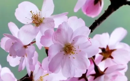 Spring Equinox | New Moon : Re-Birth & Transformation