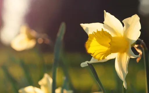 Spring Equinox -Ostara- Visualisation For Fresh Energy