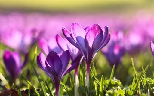 Spring Equinox: Tarot/Oracle + Journaling