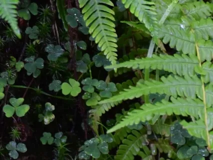 Spring Equinox: Transformation Of The Celtic Goddess