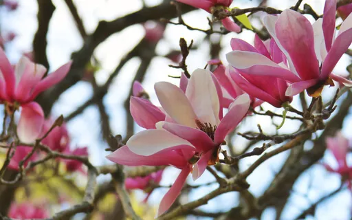 Spring Equinox: Unfurl