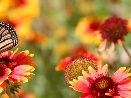 Spring Equinox Yoga Nidra | Embrace New Beginnings & Renewal