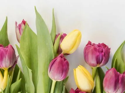 Spring Equinox Yoga Nidra - Intention setting