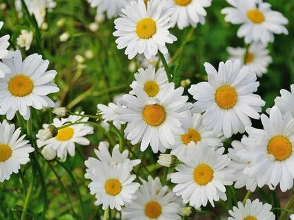 Spring Equinox Yoga Nidra