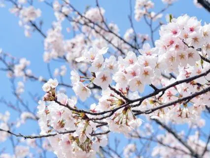 Spring Equinox Yoga Nidra