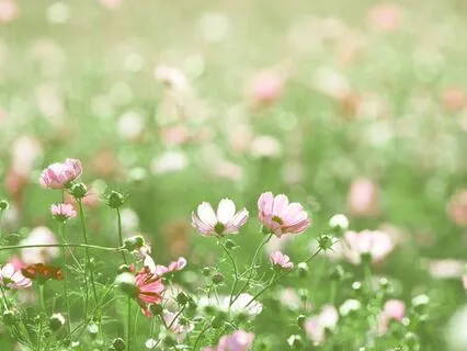 Spring: Field Of Flowers