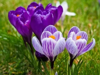 Spring Flower Meditation