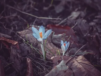 Spring Flowers | Relaxation | Sleep Meditation Piano 432 Hz