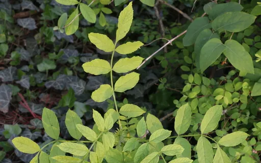 Spring Forest • Intuitive Healing