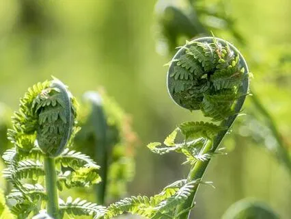 Spring Growth (Seasons Series)