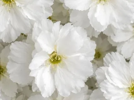 Spring In Our Practice