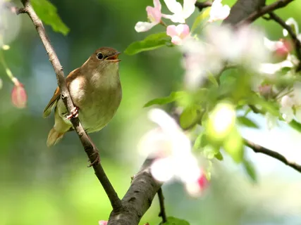 Spring In The Meadow