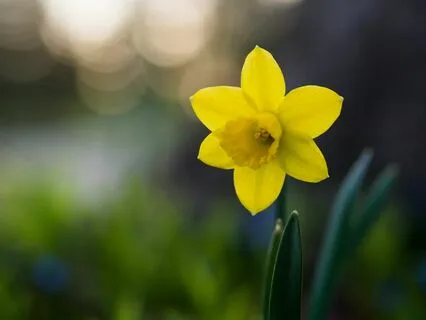 Spring Meditation For Release And Planting Seeds