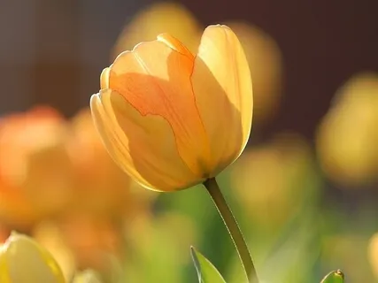 Spring (Meditation For Renewal)