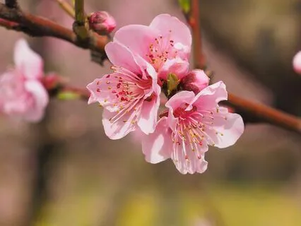 Spring Meditation - Short Version