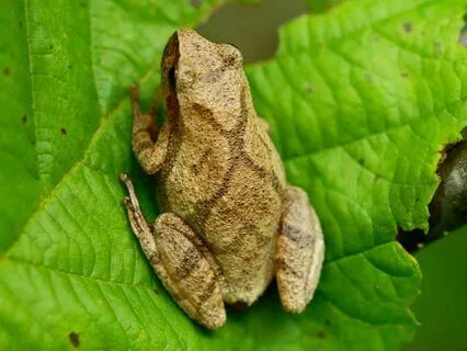 Spring Peepers With Brown Noise
