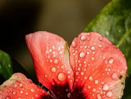 Spring Rain One Minute Respite