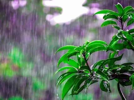 Spring Rain