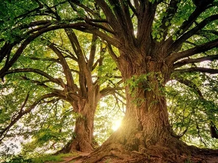 Spring Rebirth Insights