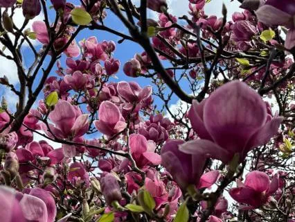 Spring Renewal: A Grounding Meditation