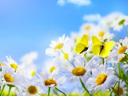 Spring Renewal (Live Request)