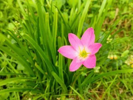 Spring Renewal Meditation