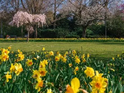 Spring Renewal Meditation