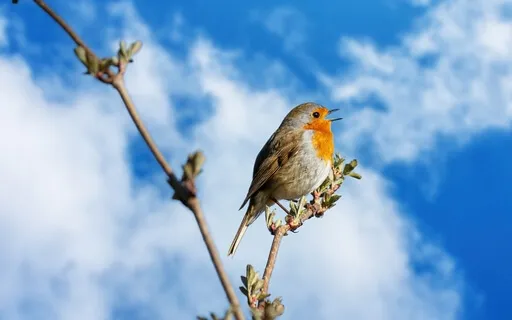 Spring Renewal Sound Bath