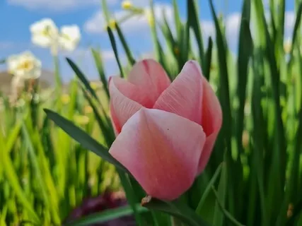 Spring Renewal ~ Sacred Womanhood Meditations