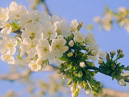 Spring Resurrection - Celestial Harp & Glorious Birdsong