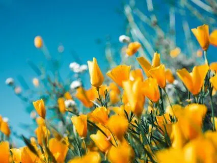 Spring Sanctuary - Soothing Harp & Birdsong