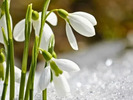 Spring Savasana Practice