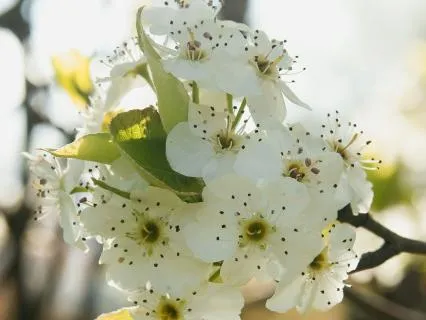 Spring Sunlight Body Scan